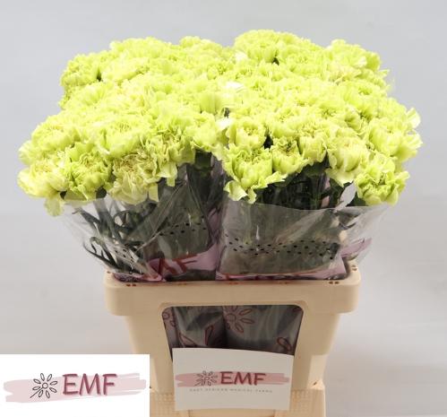 Dianthus standaard Wasabi