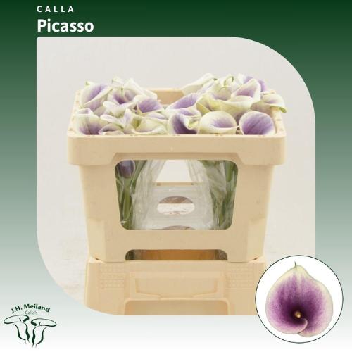 Zantedeschia 'Picasso'