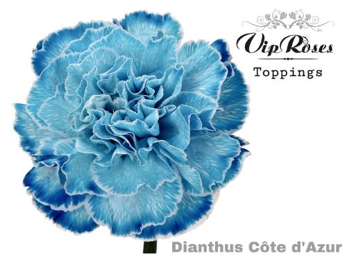 Dianthus standaard kleurbehandeld H%