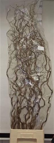 Corylus avellana 'Contorta'