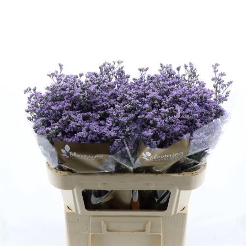 Limonium Utah Blue