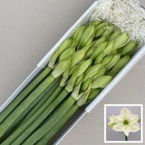 Hippeastrum Galaxy Grp 'Casablanca'