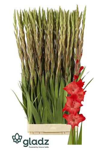 Gladiolus (Large-flowered Grp) 'For Evigt'