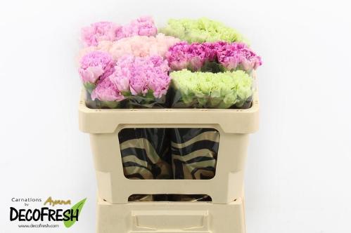 Dianthus standaard gemengd in fust