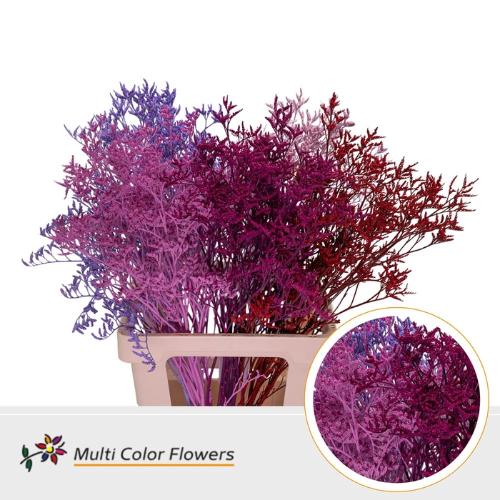 Limonium overig kleurbehandeld H%