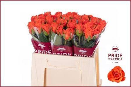 Rosa grootbloemig Patz