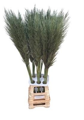Cortaderia selloana kleurbehandeld H%