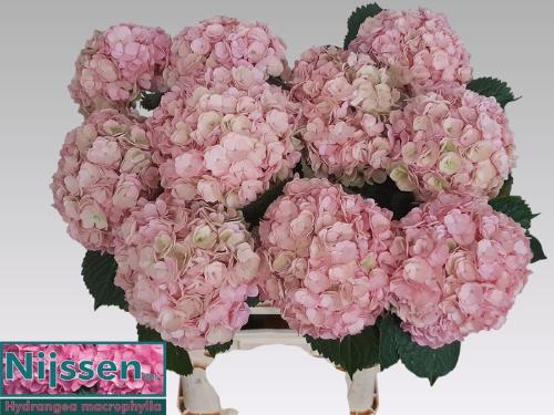 Hydrangea macrophylla Adora (classic)