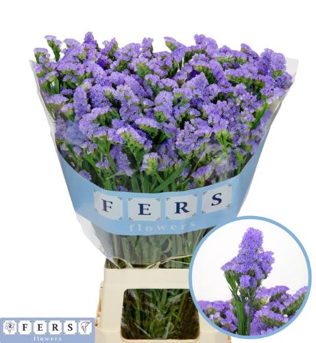 Limonium sinuatum Sky Wings