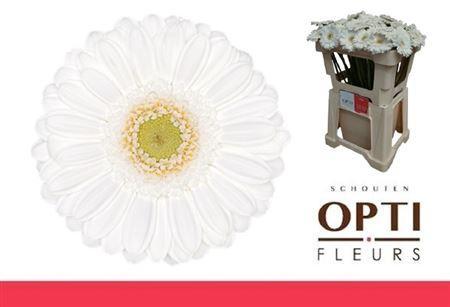 Gerbera mini 'Lobby'