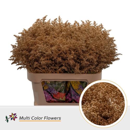Solidago kleurbehandeld H%