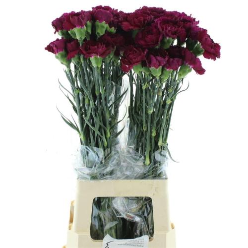 Dianthus standaard 'Royal Damascus'