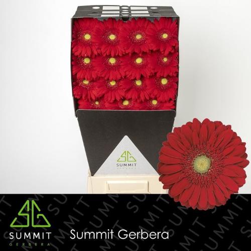 Gerbera grootbloemig 'Carambole'