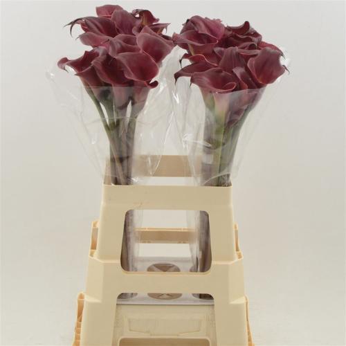 Zantedeschia 'Red Charm'