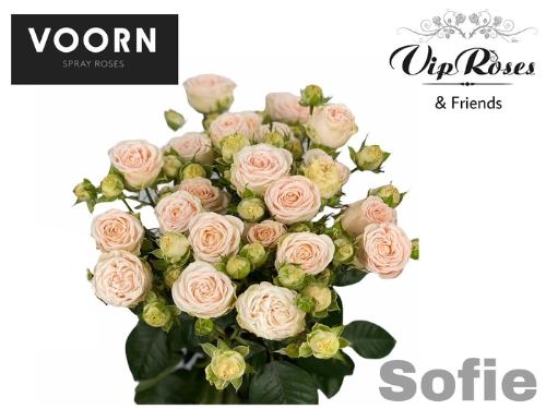 Rosa tros Sweet Sofie