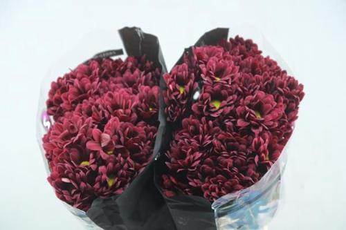 Chrysanthemum (Indicum Grp) tros Mexicano