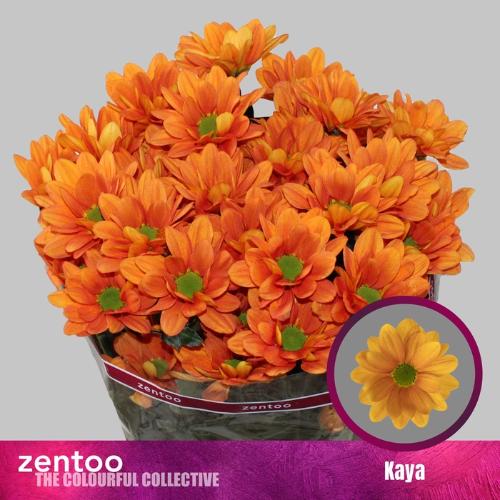 Chrysanthemum (Indicum Grp) tros Kaya+