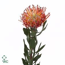 Leucospermum 'Scarlet Ribbon'