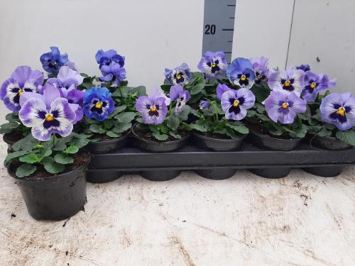 Viola x wittrockiana 'Delta Marina'