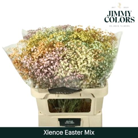 Gypsophila overig kleurbehandeld H%