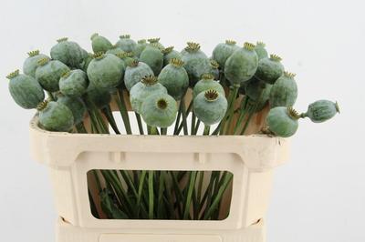 Papaver somniferum (zaaddozen)