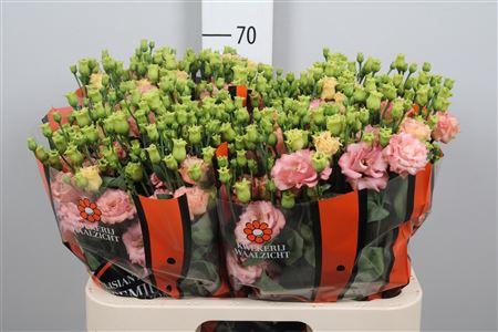 Eustoma russellianum gevuldbloemig russellianum 'Sabrina Orange'