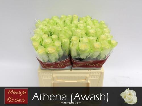 Rosa grootbloemig Athena