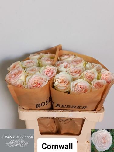 Rosa grootbloemig Cornwall
