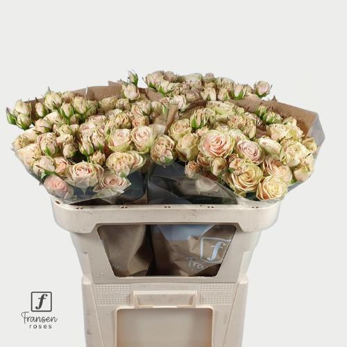 Rosa tros Whitney
