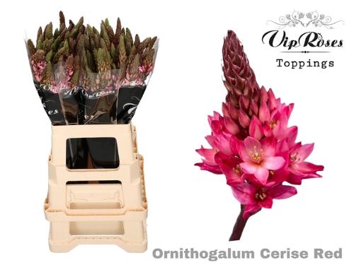 Ornithogalum saundersiae kleurbehandeld H%
