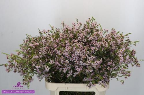 Chamelaucium uncinatum Sexy Bloom