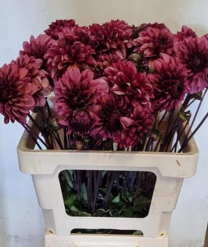 Dahlia (Decorative Grp) 'Senior's Hope'