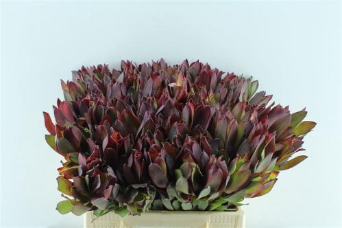 Leucadendron 'Senorita'