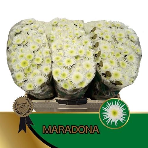 Chrysanthemum (Indicum Grp) tros santini Maradona
