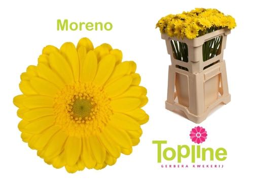 Gerbera mini Moreno
