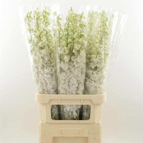 Delphinium dubbelbloemig (Elatum Grp) Dev Snow White