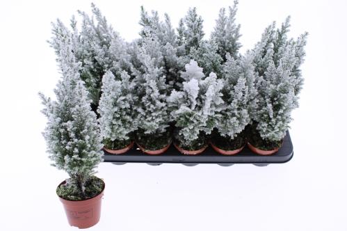 Chamaecyparis lawsoniana 'Ellwoodii'