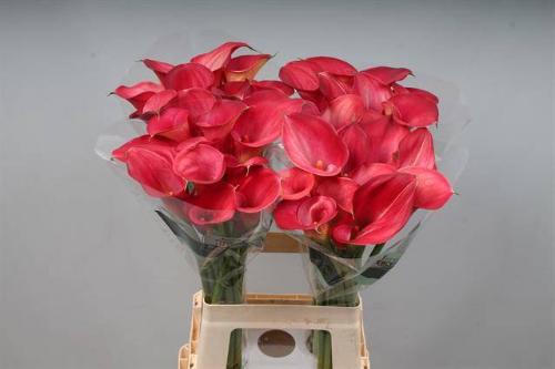 Zantedeschia 'Call Aruna'