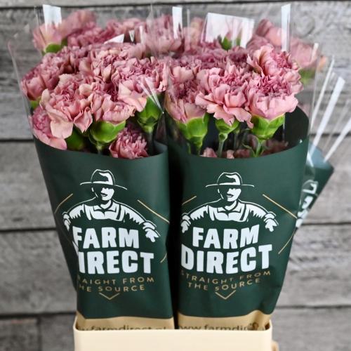 Dianthus standaard 'Lege'