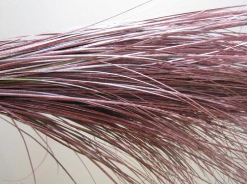 Xerophyllum tenax Beargrass kleurbehandeld per bos H%