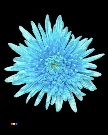 Chrysanthemum (Indicum Grp) geplozen Topspin kleurbehandeld H%