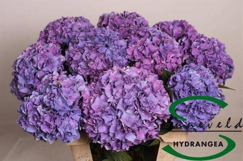Hydrangea macrophylla 'Rodeo' (paars)