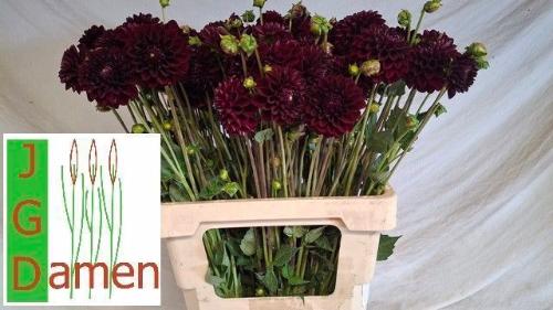 Dahlia Ball Grp 'Gipsy Night'