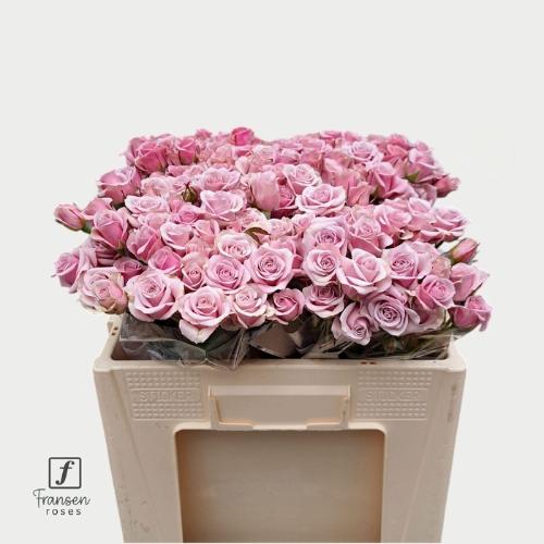 Hippeastrum Galaxy Grp per kelk 'Minerva'