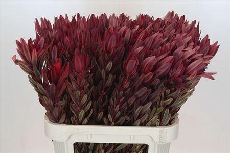 Leucadendron 'Jester'