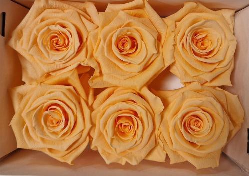 Rosa grootbloemig kleurbehandeld H%