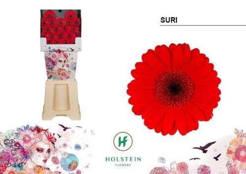 Gerbera mini Suri