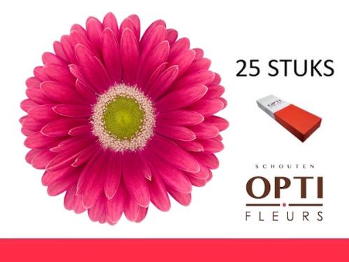 Gerbera grootbloemig 'Unique'