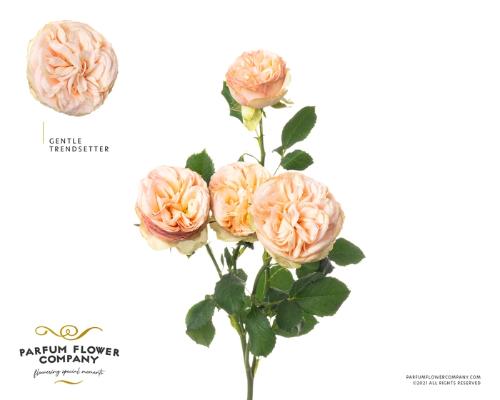 Rosa tros Gentle Trendsetter