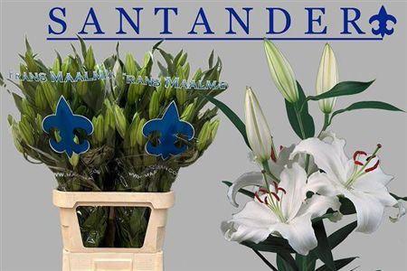 Lilium Oriental Grp 'Santander'